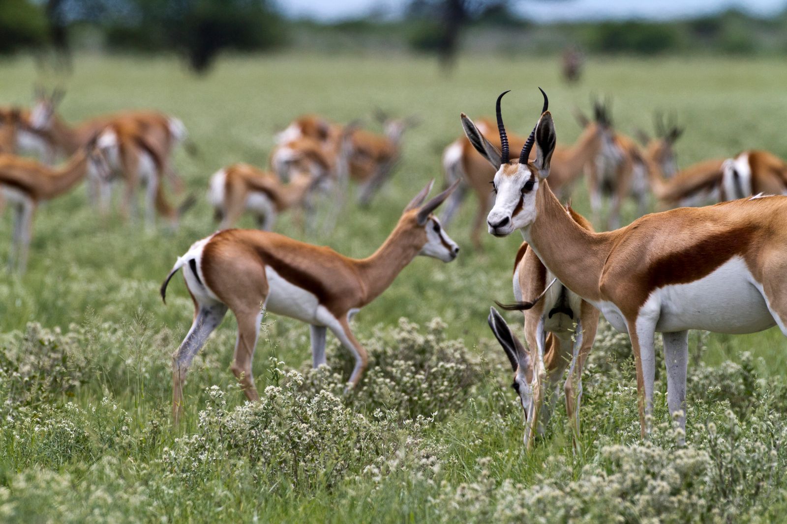 Botswana Wildlife Central Kalahari Game Reserve springbokken 1.jpg - Jambo Safari Club