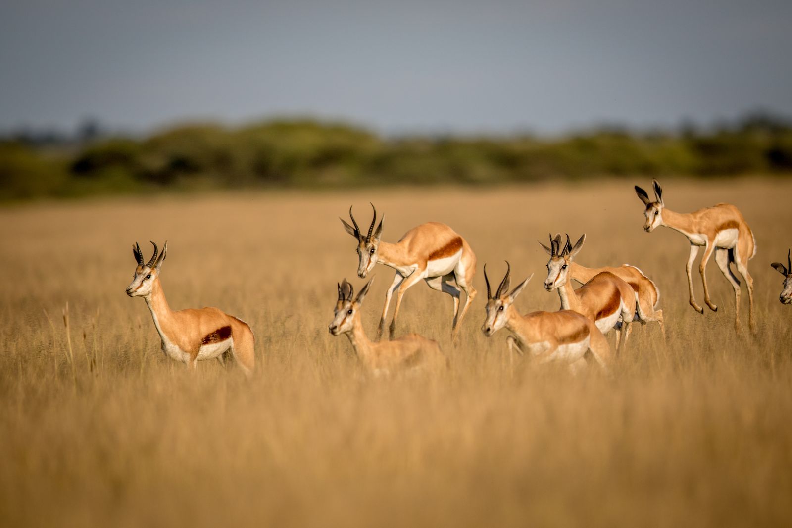 Botswana Wildlife Central Kalahari Game Reserve springbokken 2.jpg - Jambo Safari Club