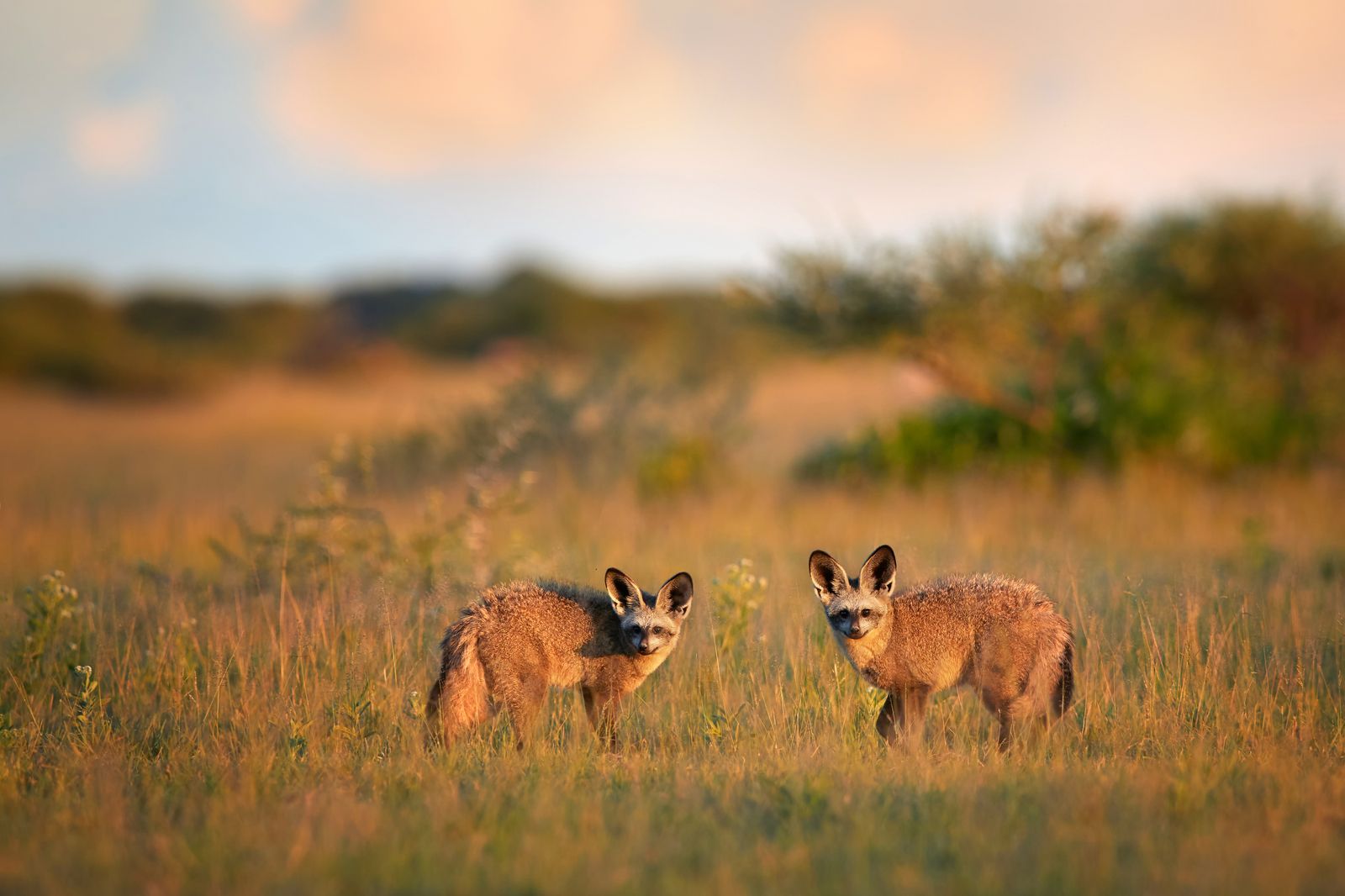 Botswana Wildlife Central Kalahari grootoorvossen.jpg - Jambo Safari Club