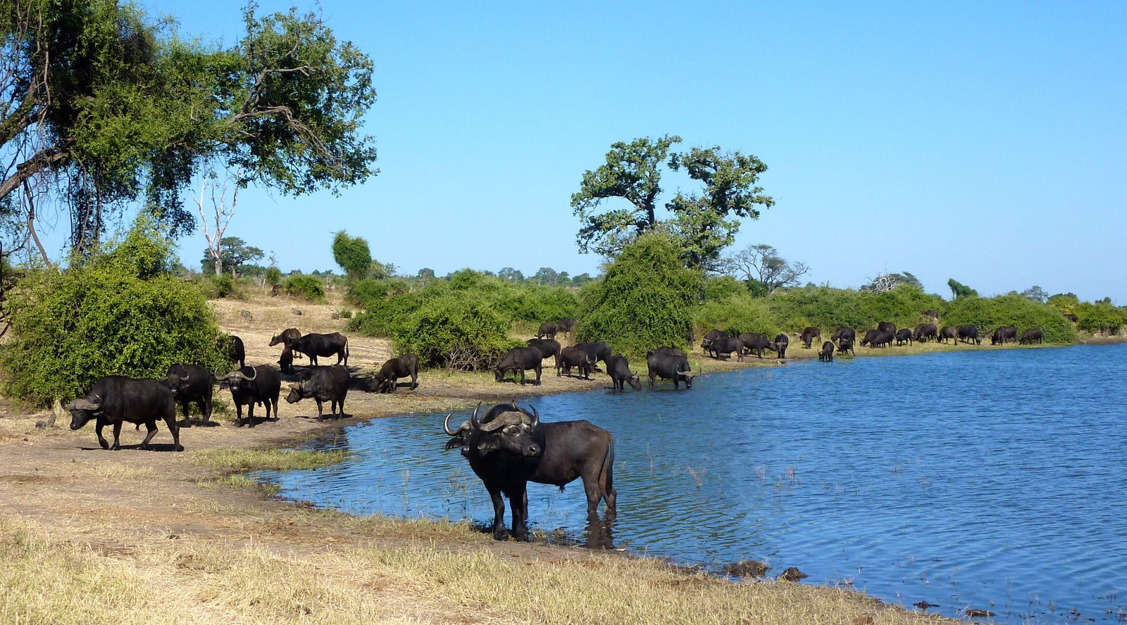 Botswana Wildlife Chobe buffels KS.JPG - Jambo Safari Club