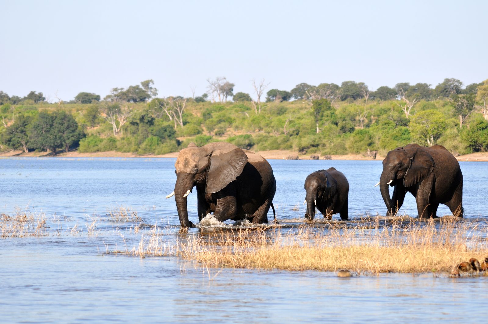 Botswana Wildlife Chobe olifanten wadend door rivier KS 1.JPG - Jambo Safari Club