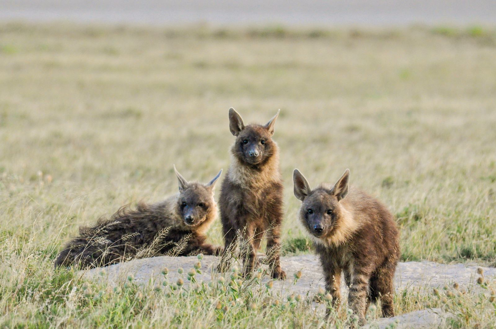 Botswana Wildlife Makgadikgadi Pans brown hyena KS.jpg - Jambo Safari Club