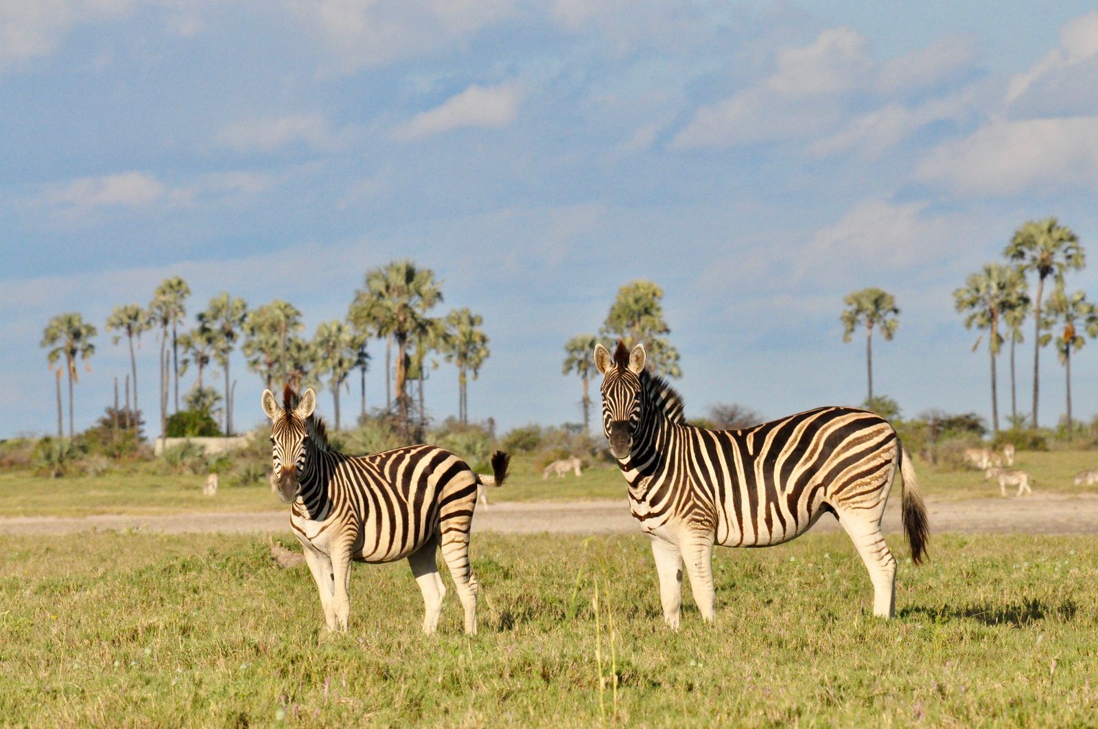 Botswana Wildlife Makgadikgadi Pans zebras KS 2.jpg - Jambo Safari Club
