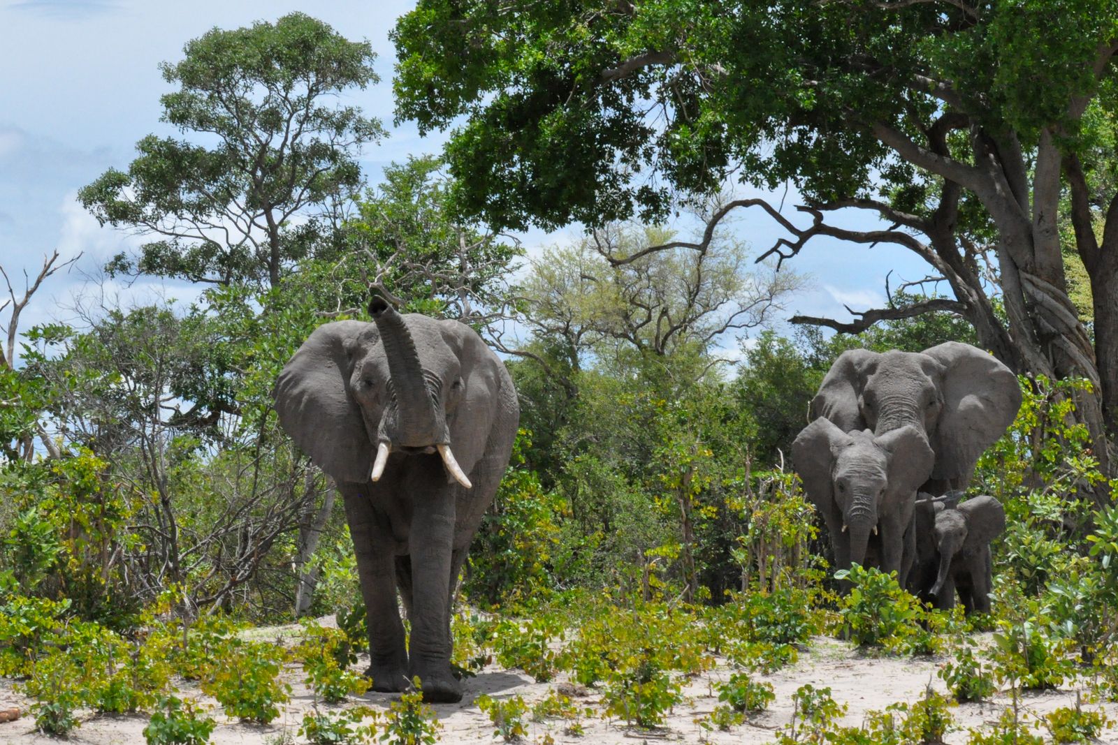 Botswana Wildlife Moremi olifanten KS.jpg - Jambo Safari Club