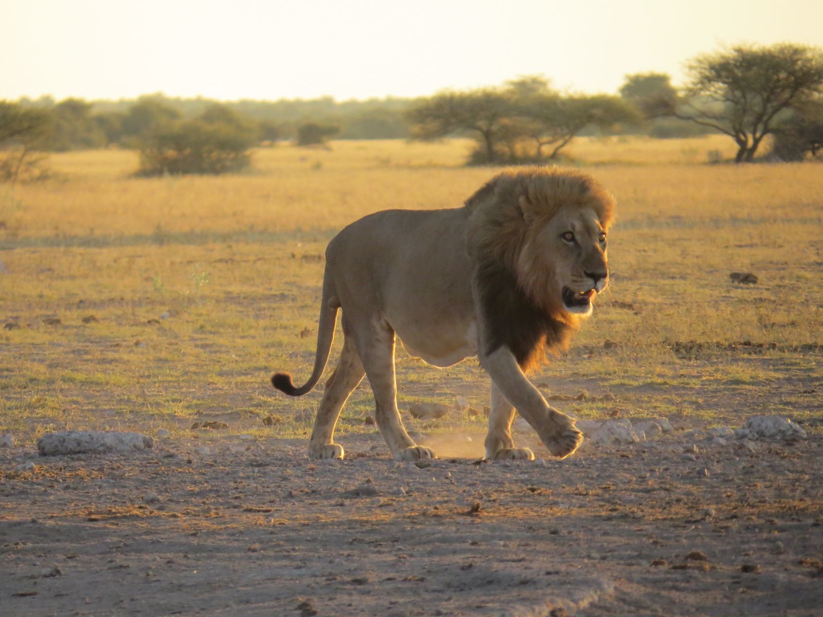 Botswana Wildlife Nxai Pan leeuw sunrise CL.JPG - Jambo Safari Club