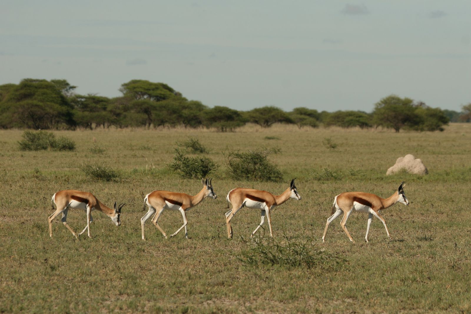 Botswana Wildlife Nxai Pan springbokken KW.jpg - Jambo Safari Club
