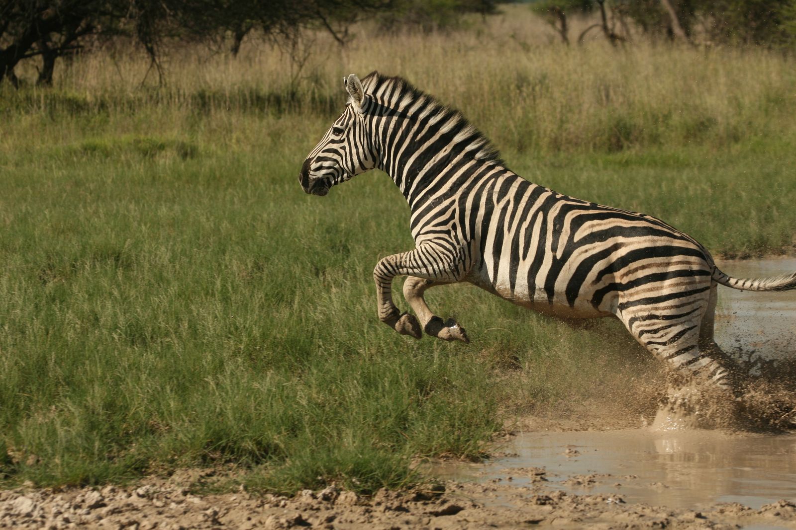 Botswana Wildlife Nxai Pan zebra KW.jpg - Jambo Safari Club