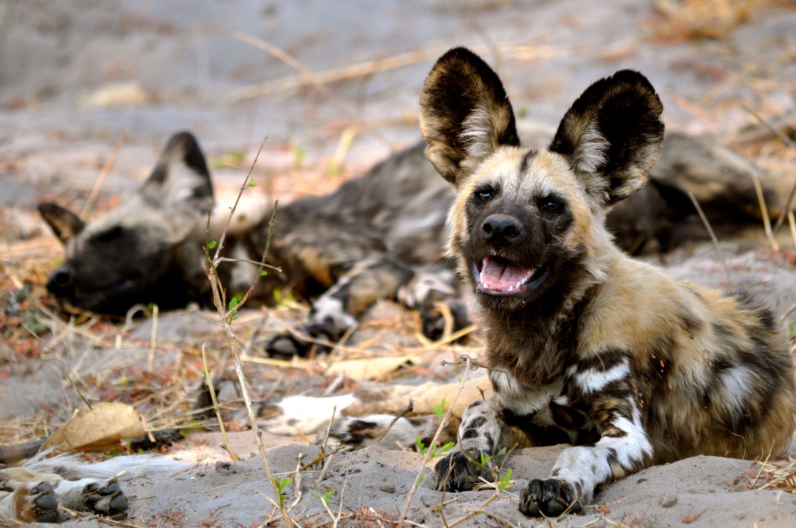 Botswana Wildlife Okavango Delta Khwai wilde honden KS 3.JPG - Jambo Safari Club