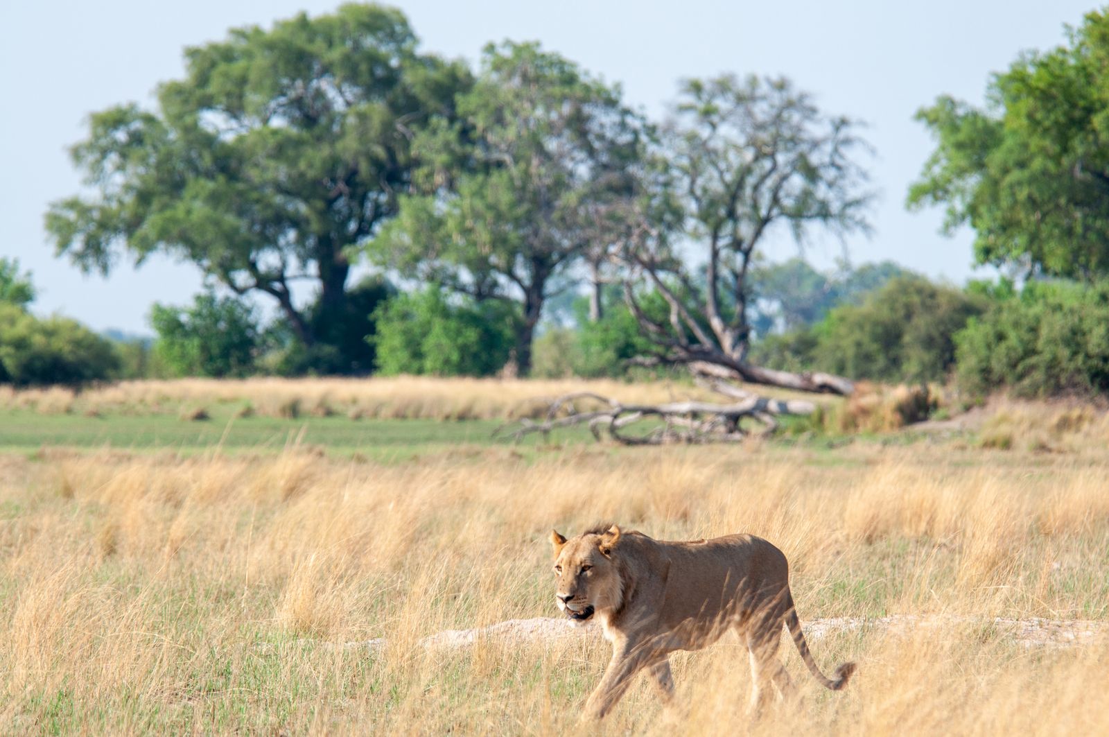 Botswana Wildlife Okavango Delta leeuw KS c0ca39af.jpg - Jambo Safari Club
