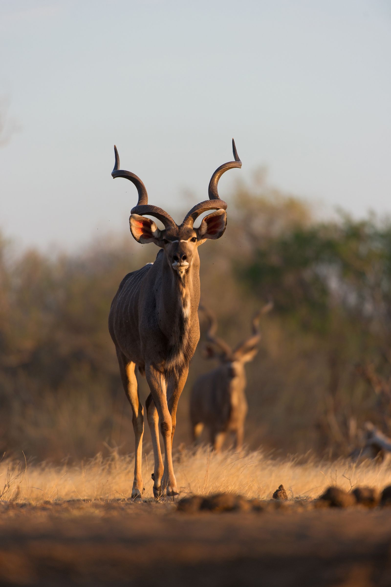 Botswana Wildlife Tuli Block Mashatu kudu WS.jpg - Jambo Safari Club