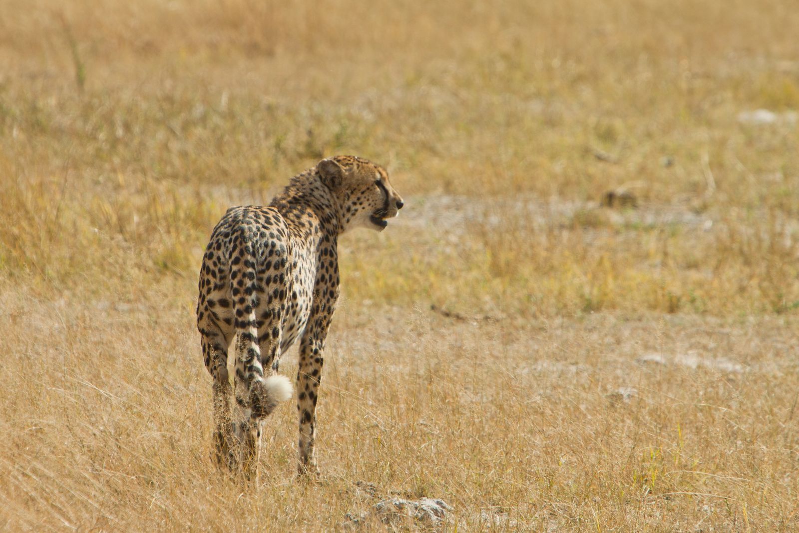 Botswana Wildlife cheeta 4e2c33ac.jpg - Jambo Safari Club