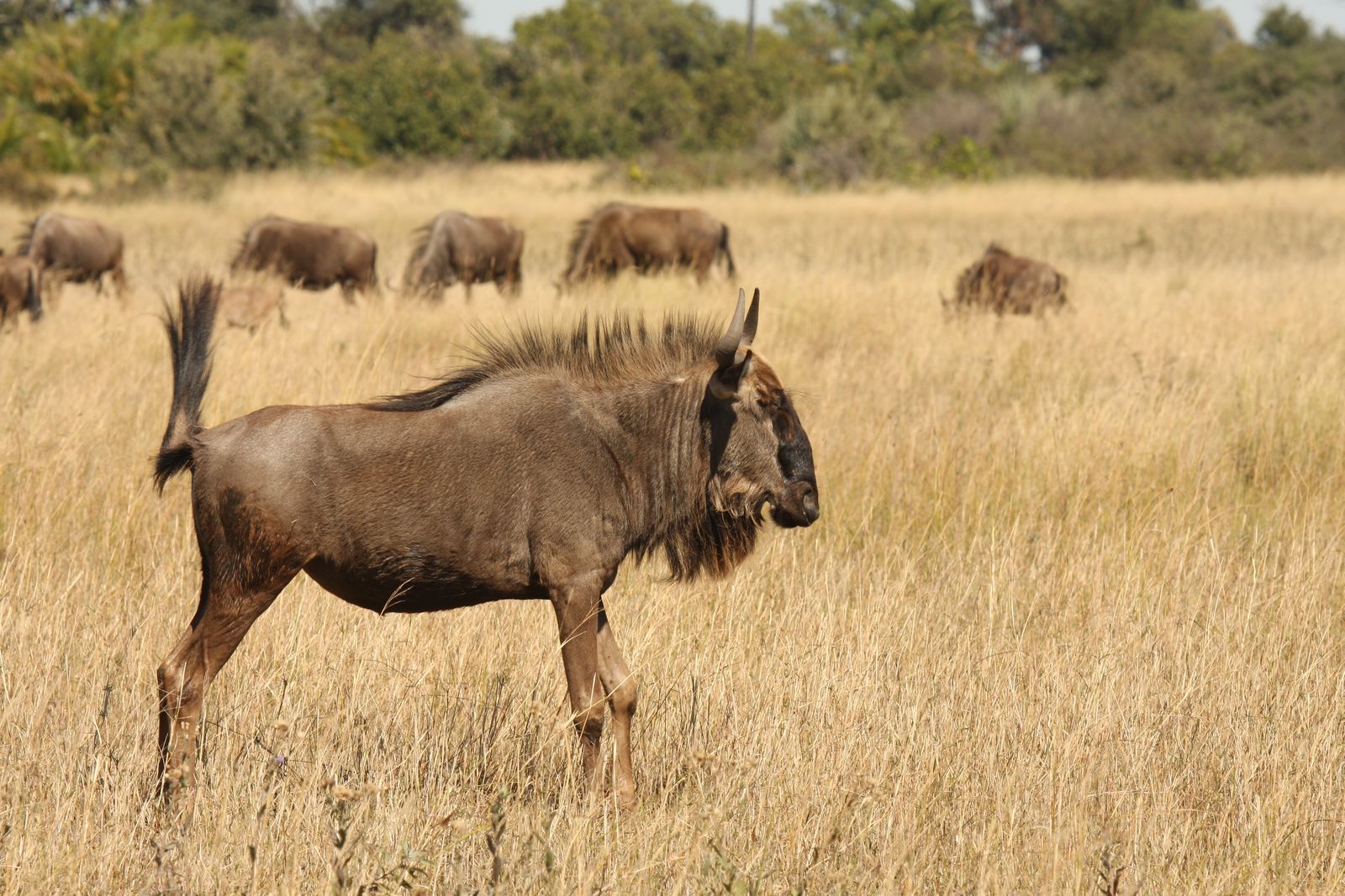 Botswana Wildlife gnoes CW 1.JPG - Jambo Safari Club