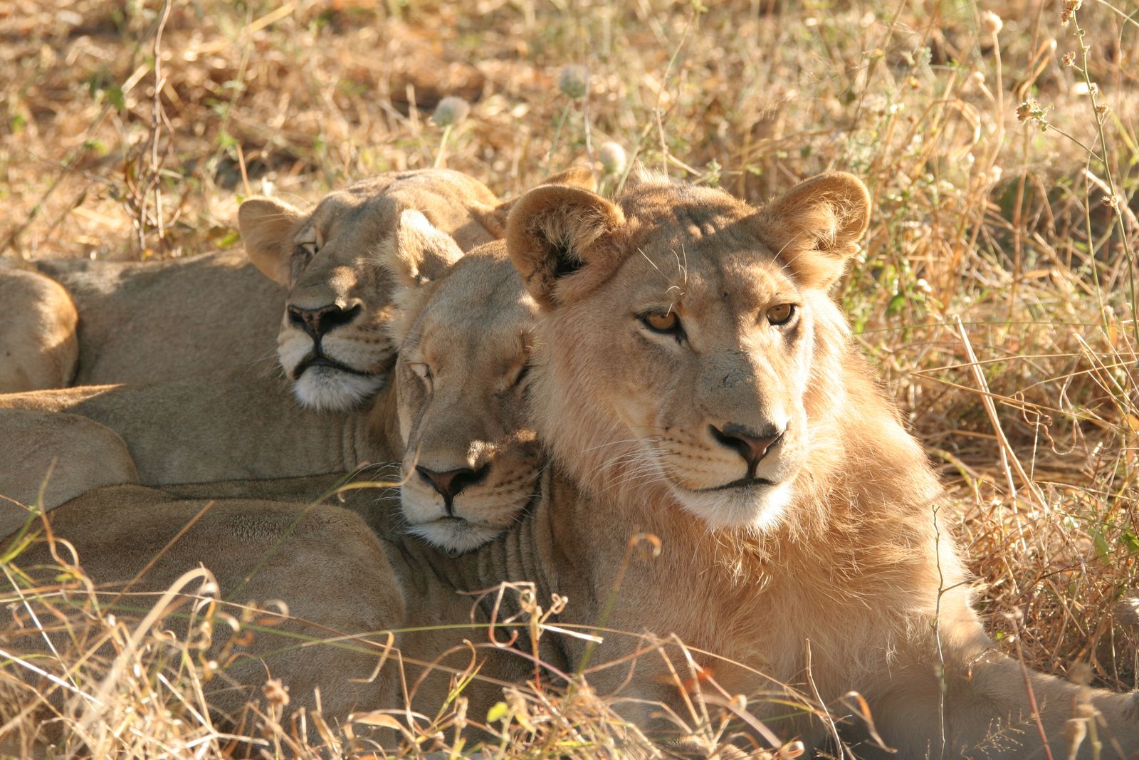 Botswana Wildlife leeuwen CW 1.JPG - Jambo Safari Club