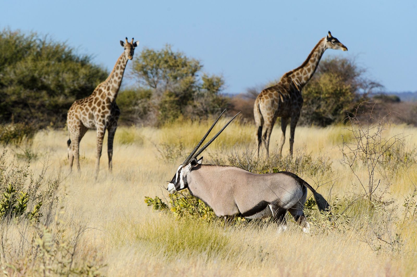 Botswana Wildlife oryx met giraffen.jpg - Jambo Safari Club