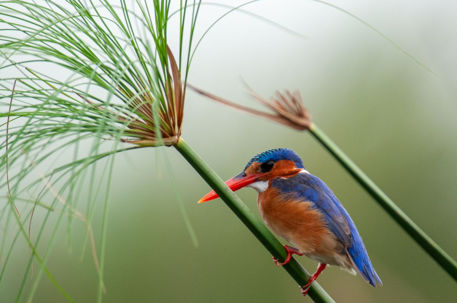 Botswana Wildlife vogels Okavango Delta malachite kingfisher KS.jpg - Jambo Safari Club