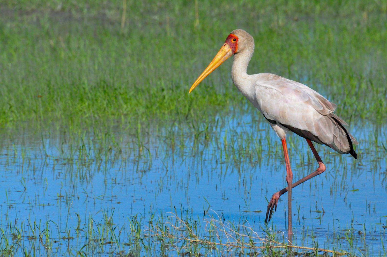 Botswana Wildlife vogels yellowbilledstork KS.jpg - Jambo Safari Club