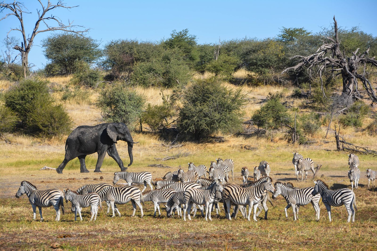 Botswana Wildlife zebras met olifant LB.jpg - Jambo Safari Club