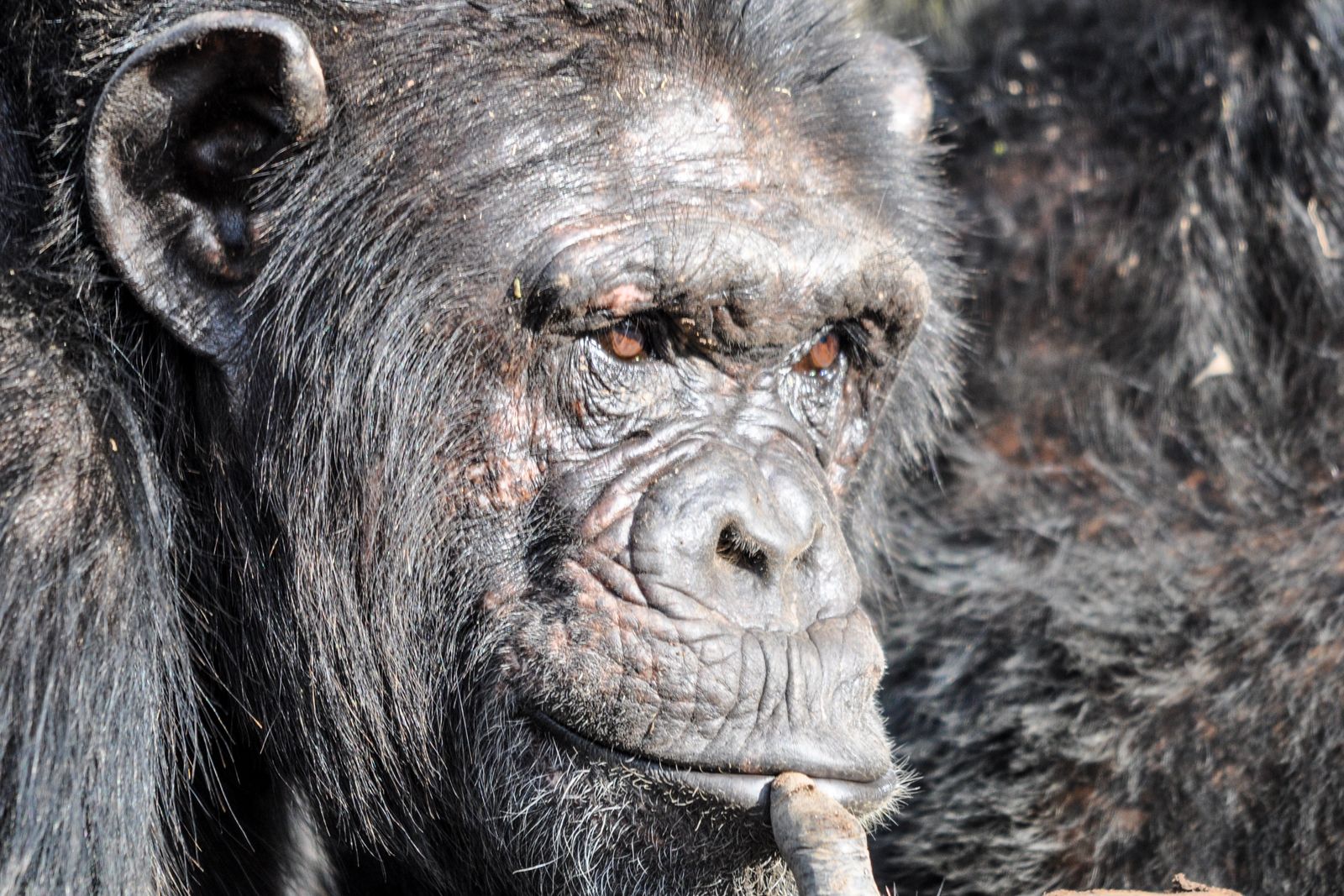 Kenia Activiteiten Ol Pejeta chimpansee KS.jpg - Jambo Safari Club