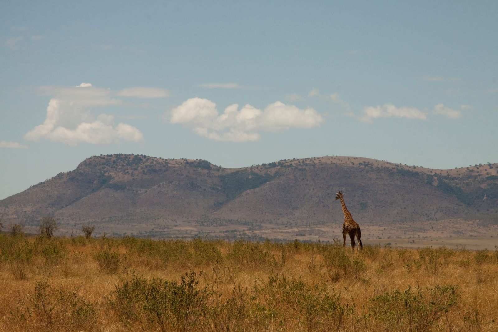Kenia Landschap Wildlife Masai Mara giraf MC 3.jpg - Jambo Safari Club