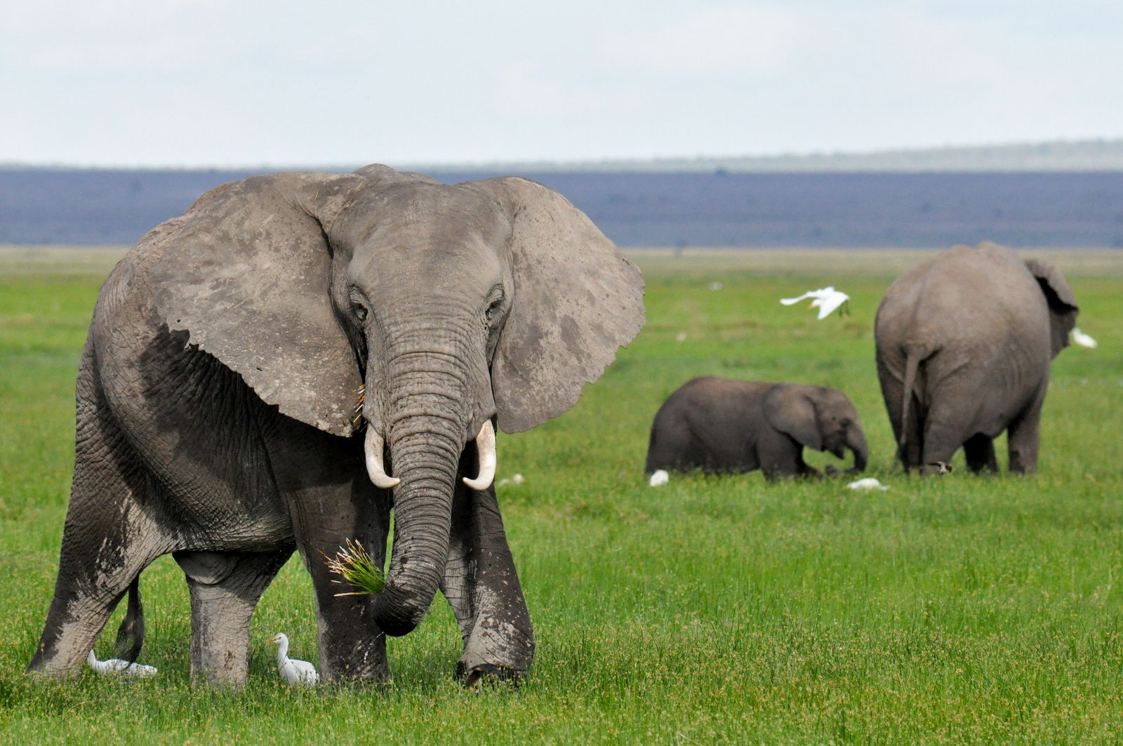 Kenia Wildlife Amboseli olifant KS 87fd30d8.jpg - Jambo Safari Club