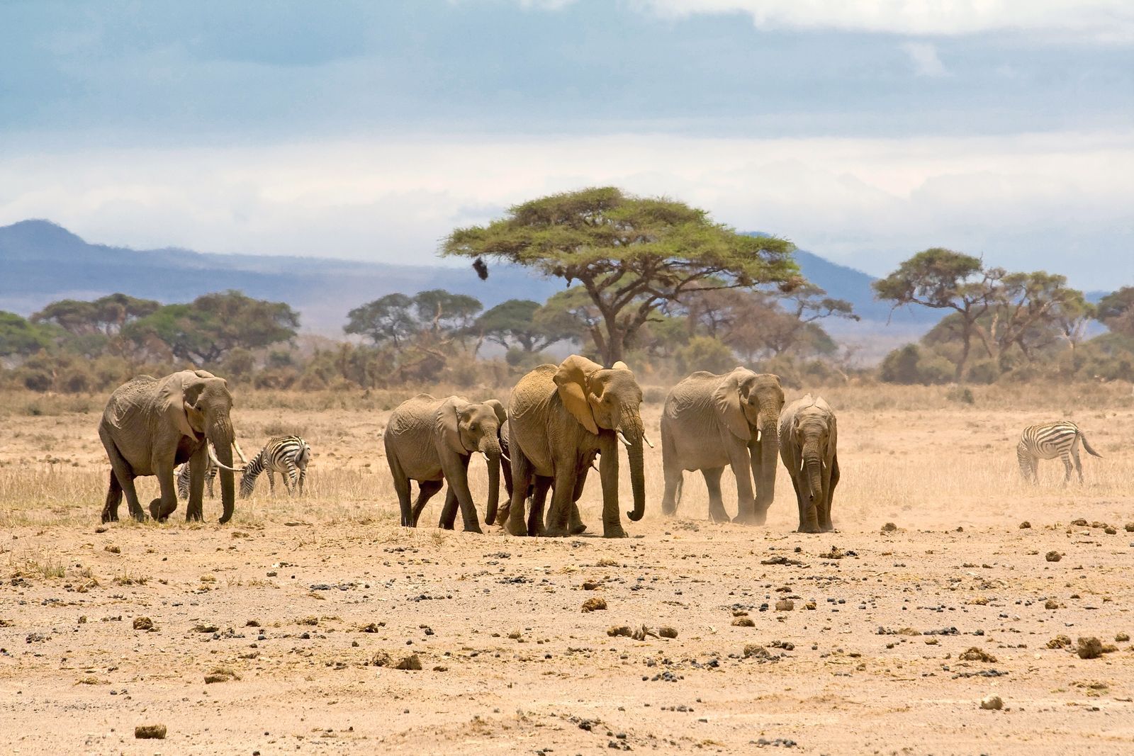 Kenia Wildlife Amboseli olifanten SH 2.jpg - Jambo Safari Club