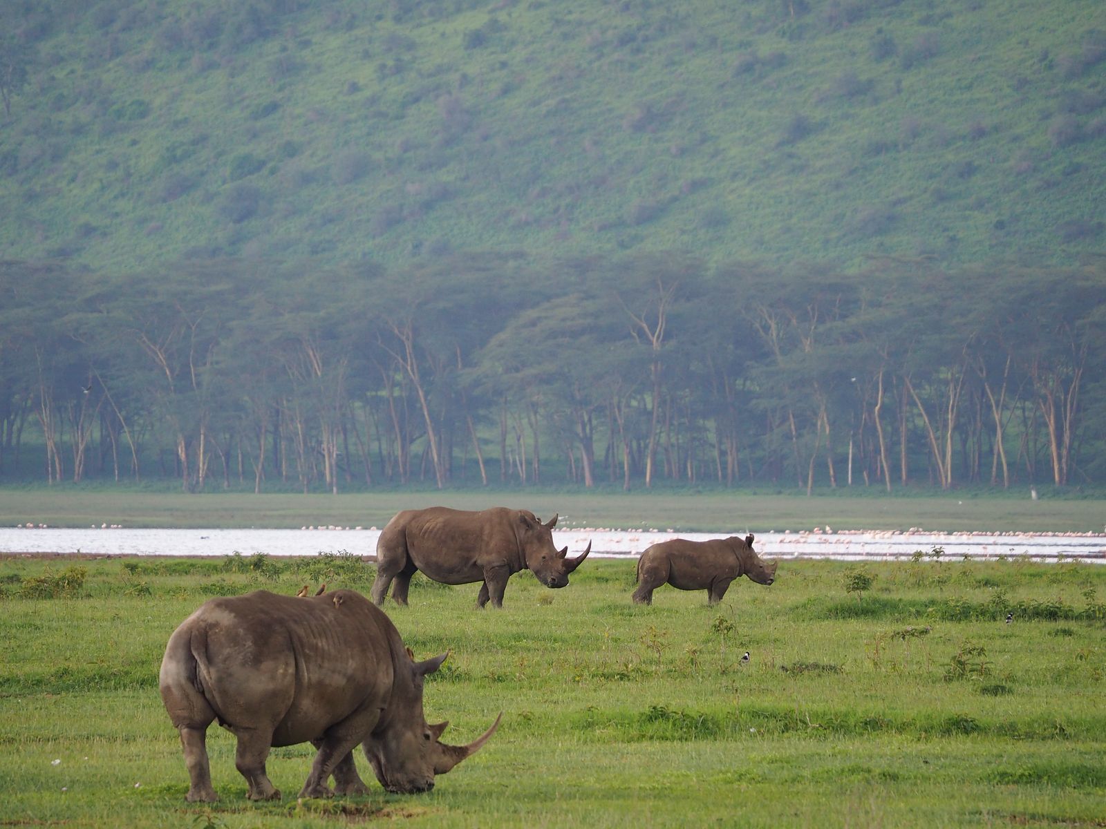 Kenia Wildlife Lake Nakuru neushoorns JR 1.JPG - Jambo Safari Club