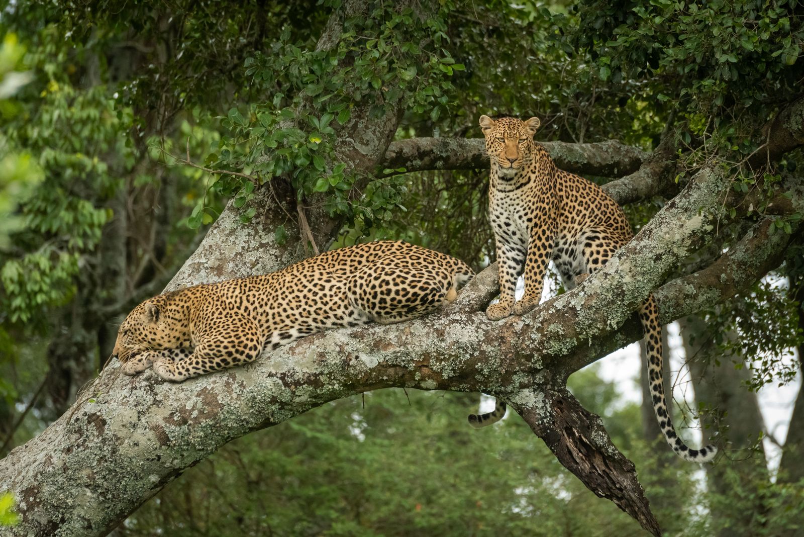 Kenia Wildlife Masai Mara Cottars 1920 luipaarden in boom WS.jpg - Jambo Safari Club