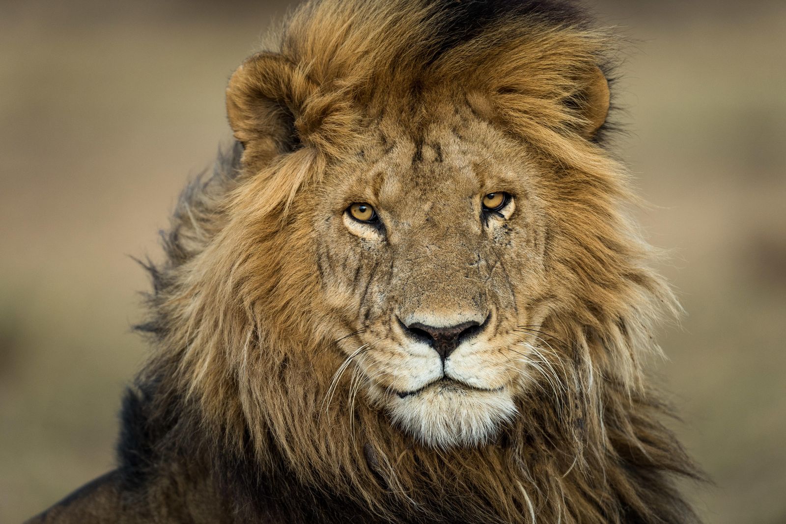 Kenia Wildlife Masai Mara Entim Camp leeuw WE.jpg - Jambo Safari Club
