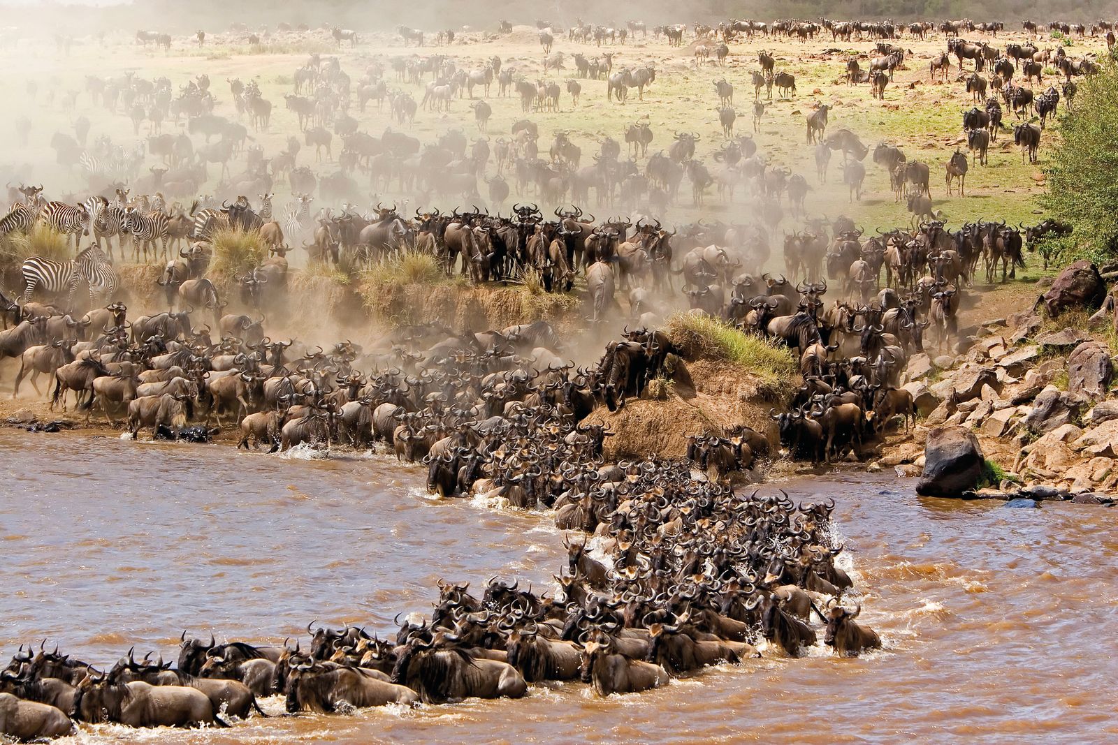 Kenia Wildlife Masai Mara gnoes crossing mara river migratie 1.jpg - Jambo Safari Club