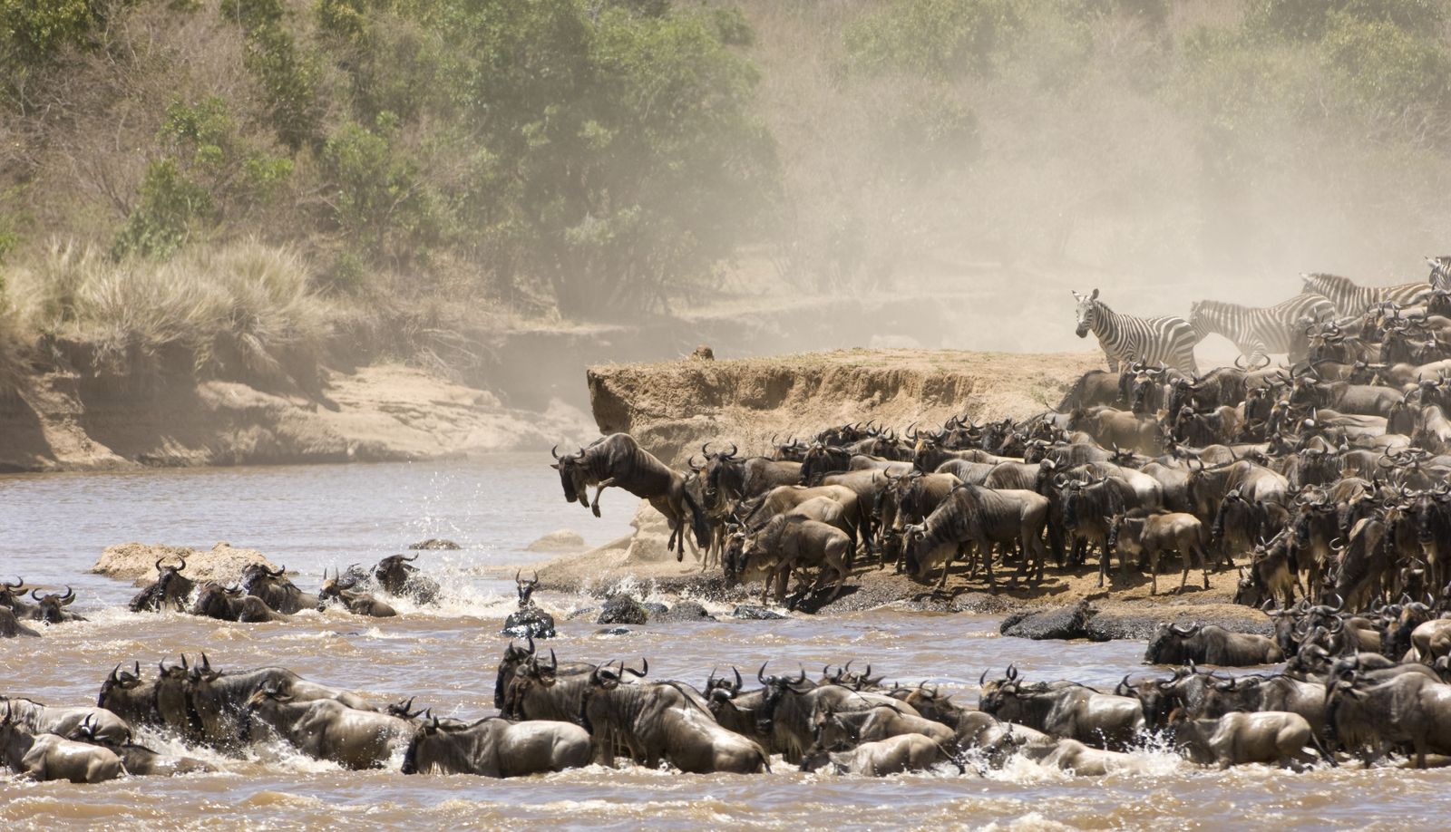 Kenia Wildlife Masai Mara gnoes crossing river migratie SH 1.jpg - Jambo Safari Club