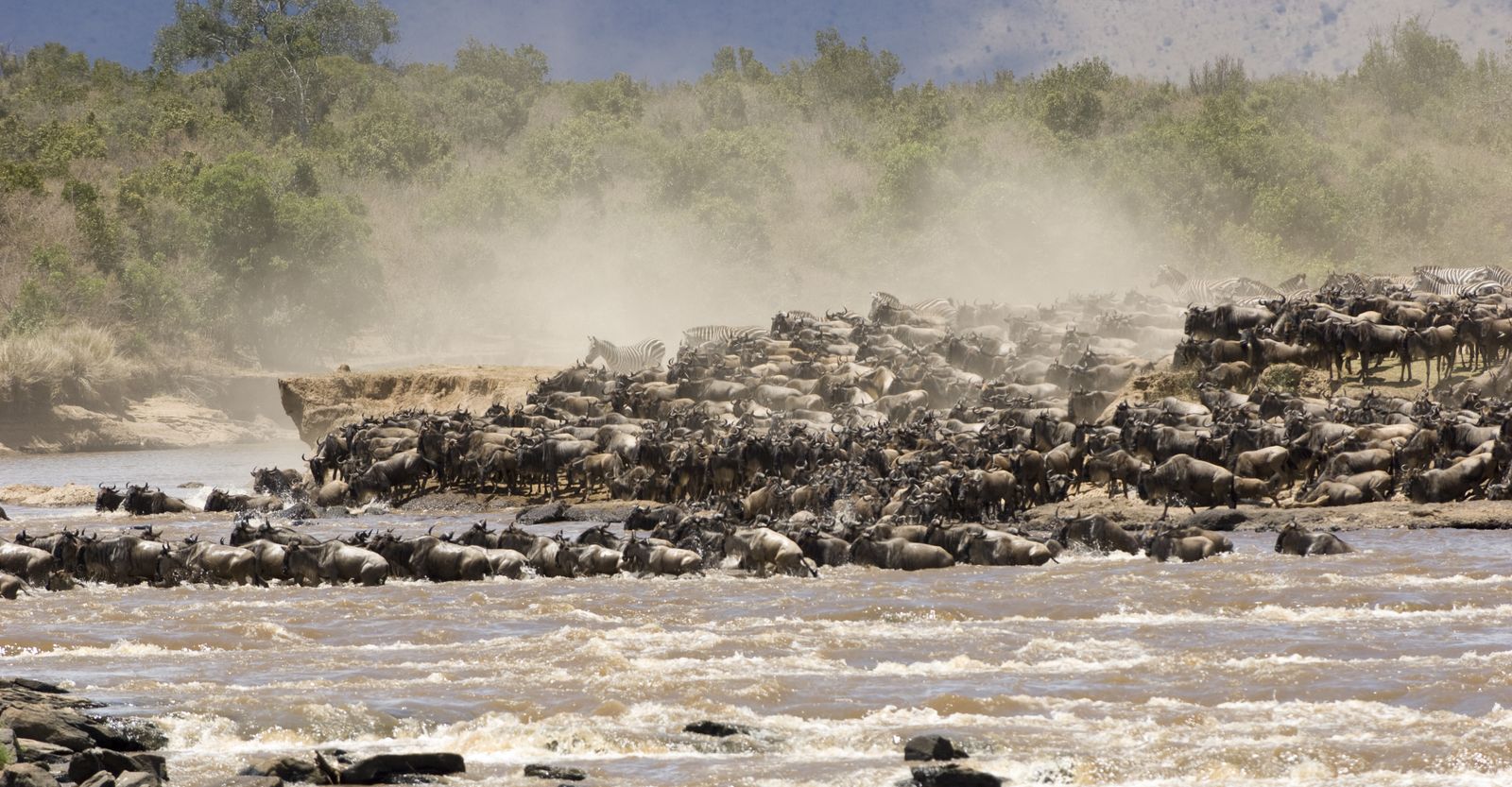 Kenia Wildlife Masai Mara gnoes crossing river migratie SH 2.jpg - Jambo Safari Club
