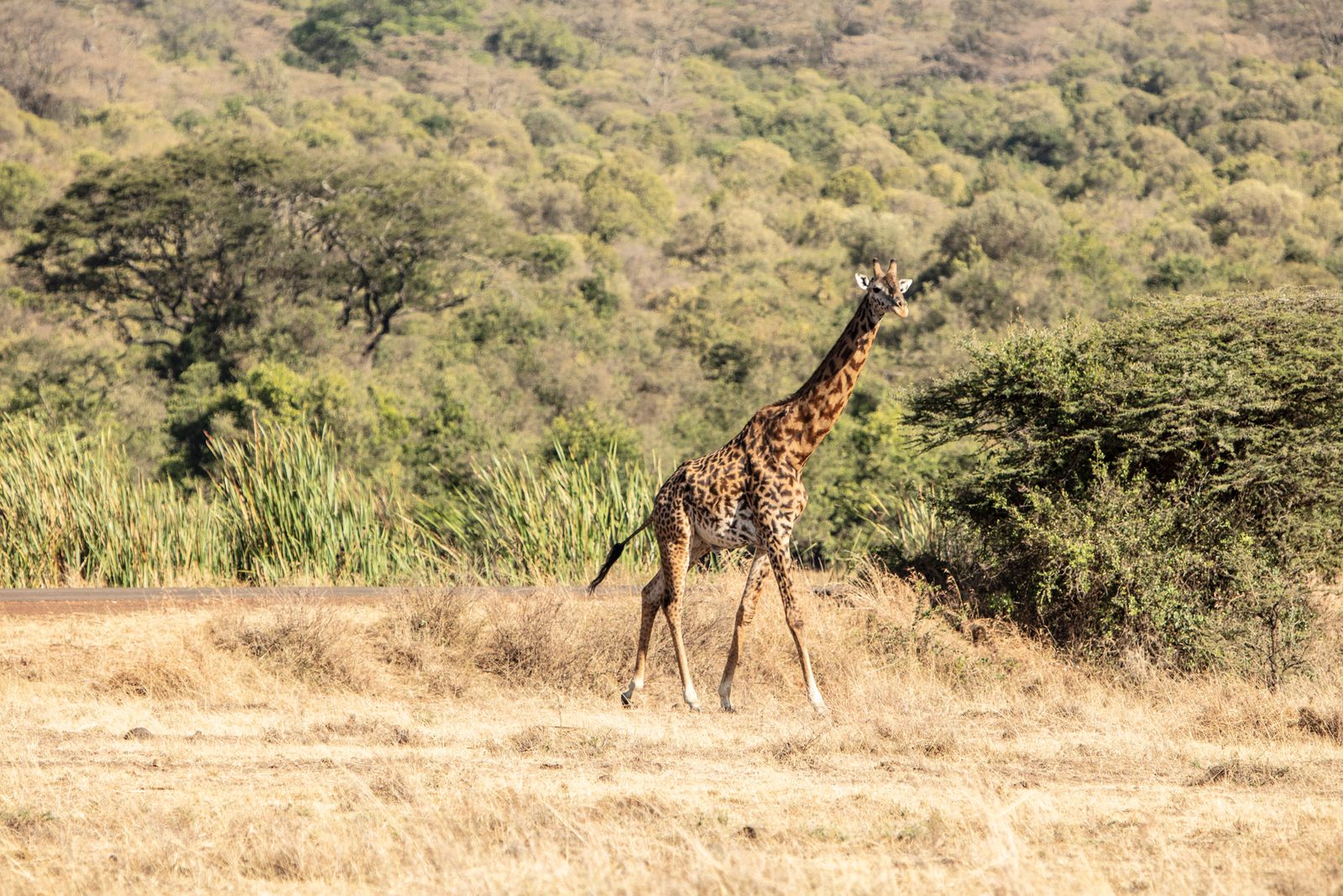 Kenia Wildlife Nairobi National Park giraf NTC.jpg - Jambo Safari Club
