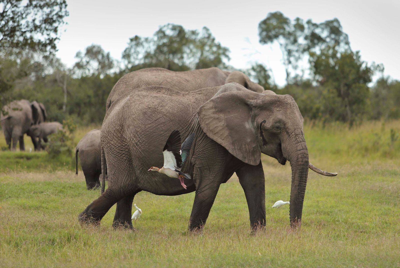 Kenia Wildlife Ol Pejeta olifant met nijleend ASC.jpg - Jambo Safari Club