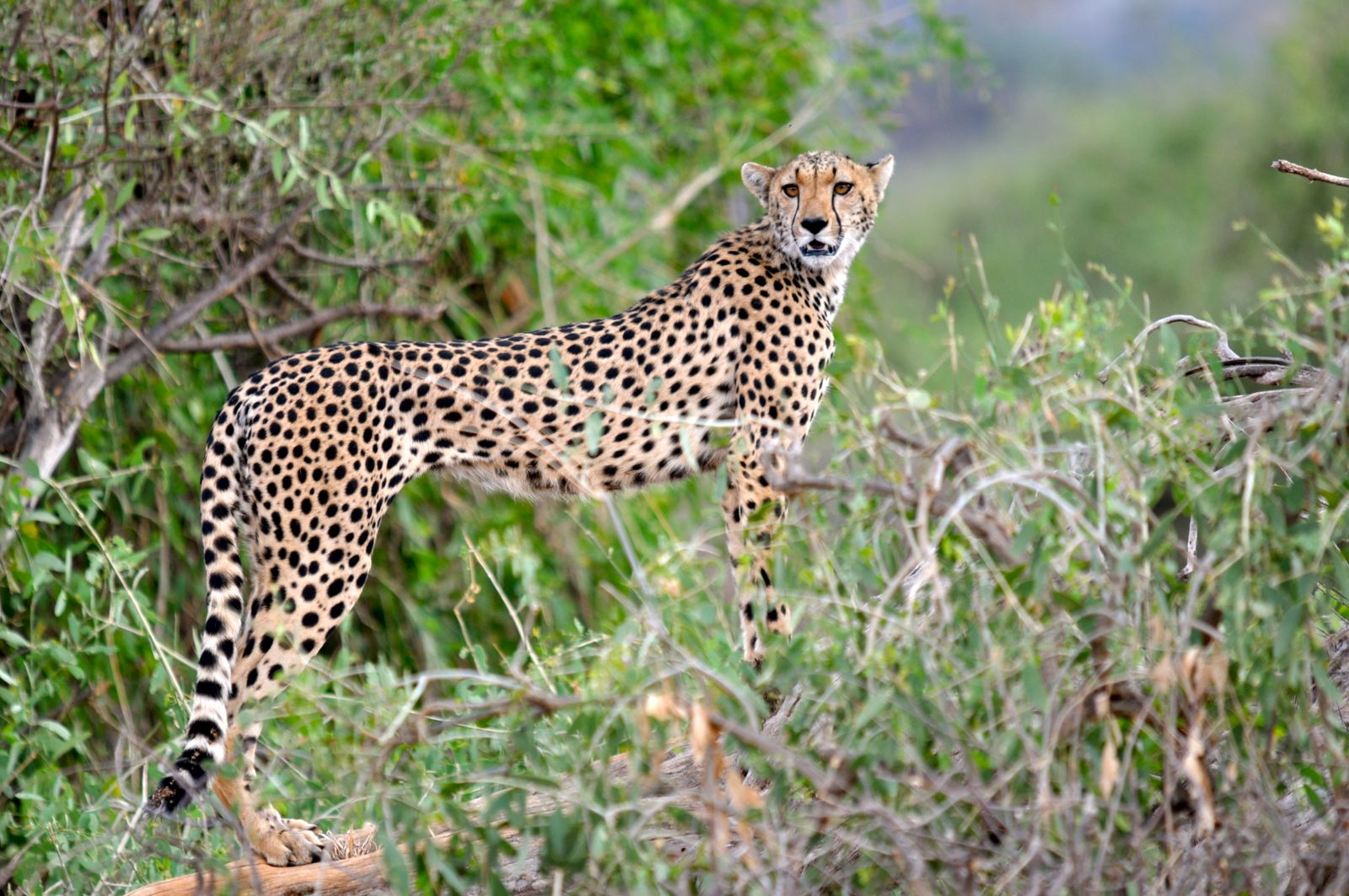 Kenia Wildlife Samburu cheeta KS.JPG - Jambo Safari Club