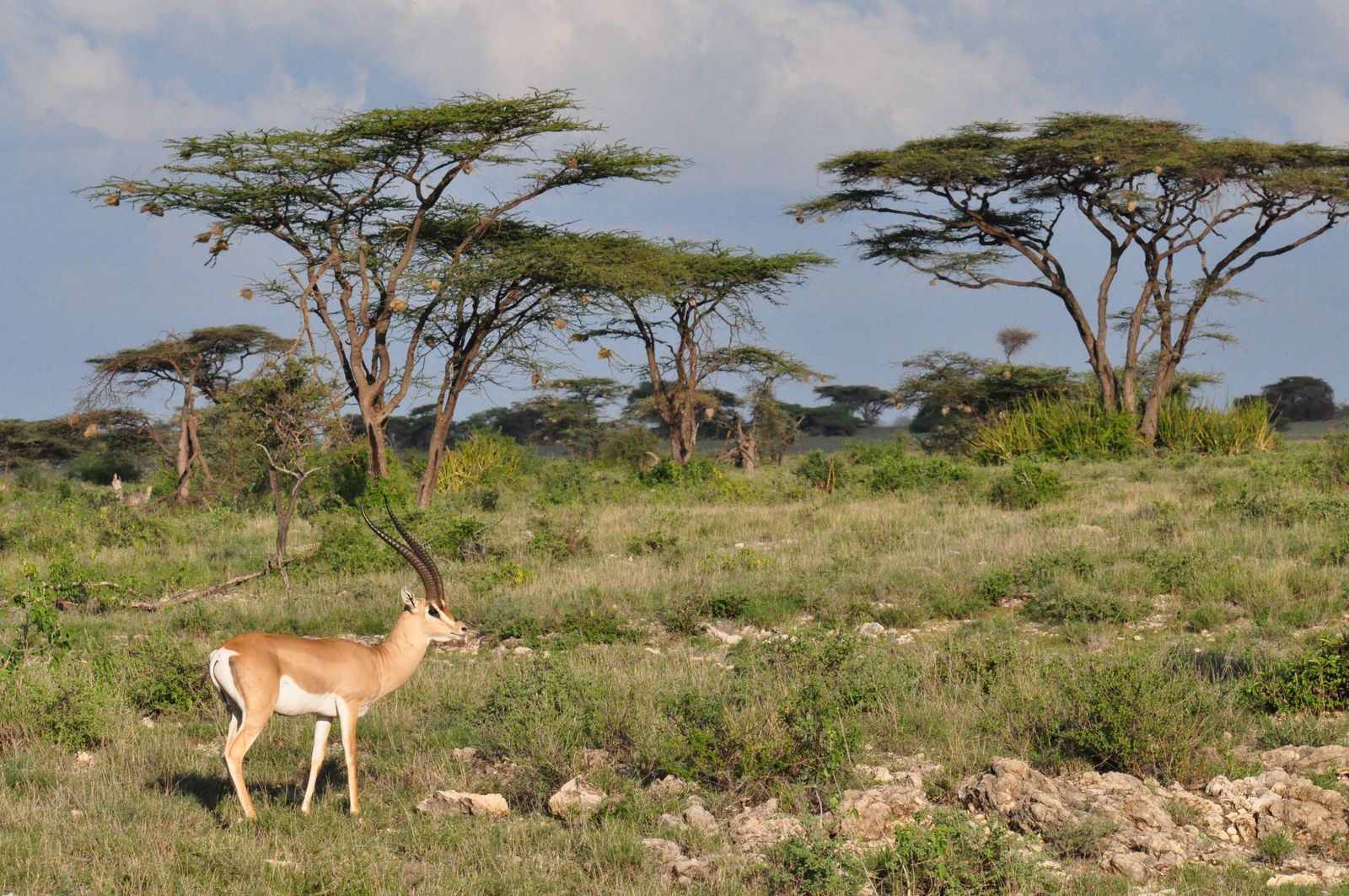 Kenia Wildlife Samburu gazelle KS.jpg - Jambo Safari Club