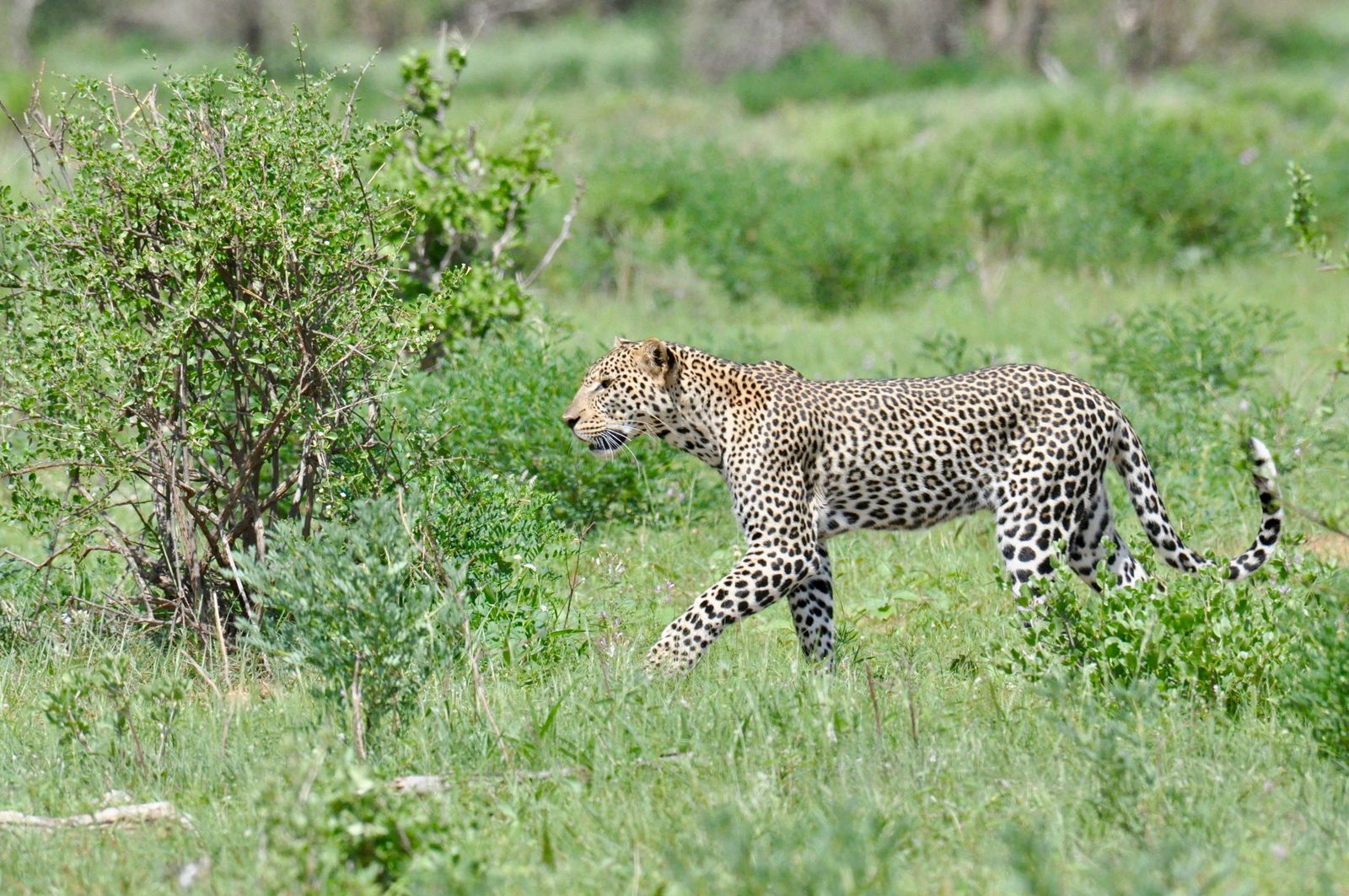 Kenia Wildlife Samburu luipaard KS 1.jpg - Jambo Safari Club