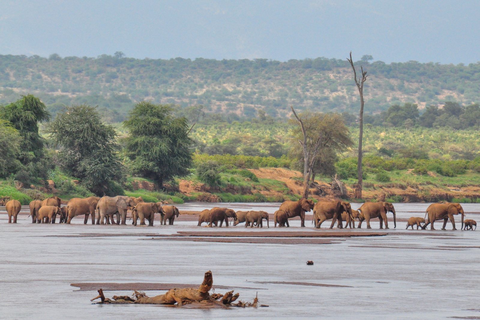 Kenia Wildlife Samburu olifanten rivier KS.jpg - Jambo Safari Club