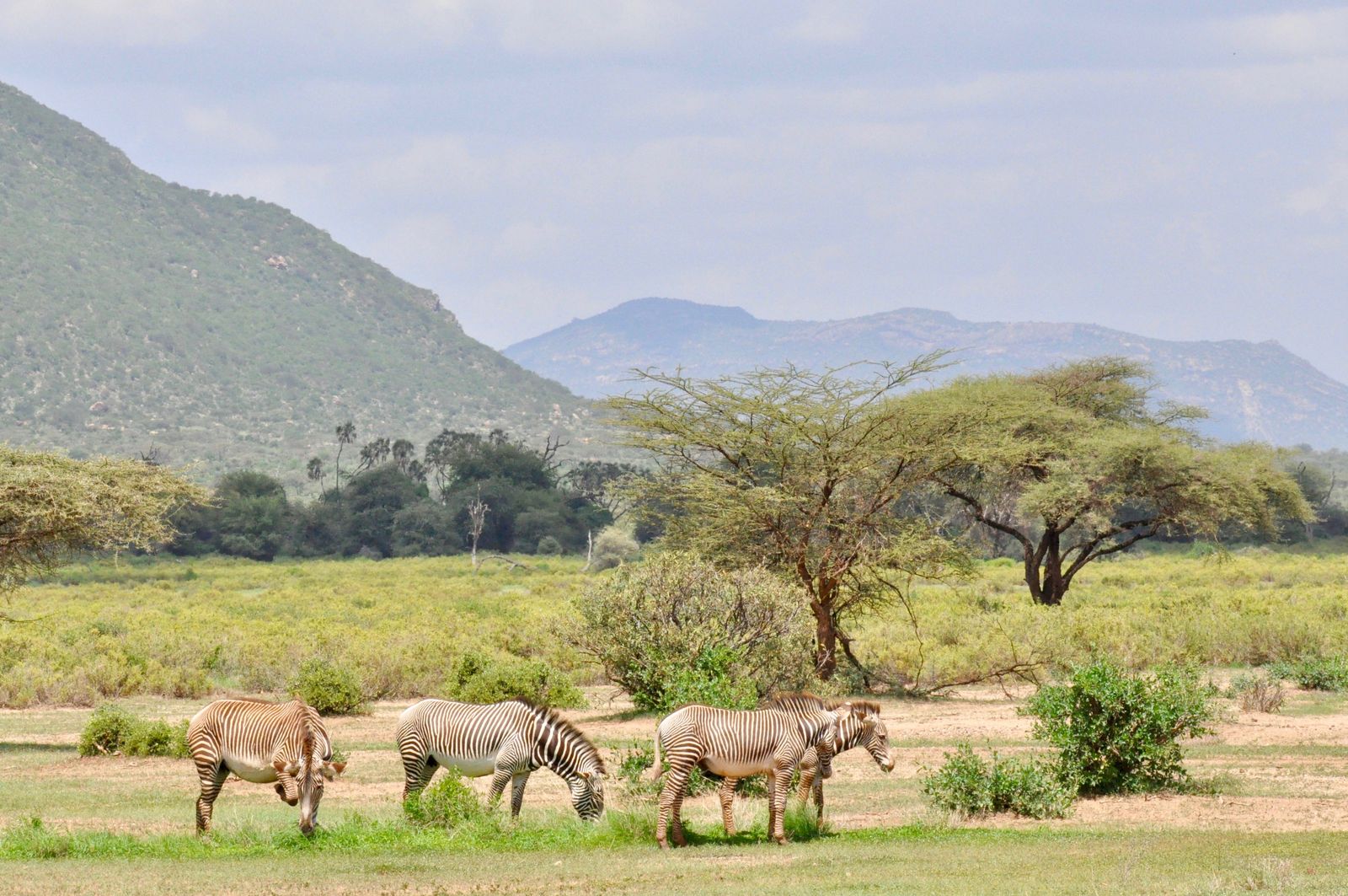 Kenia Wildlife Samburu zebras grevy zebras KS.jpg - Jambo Safari Club