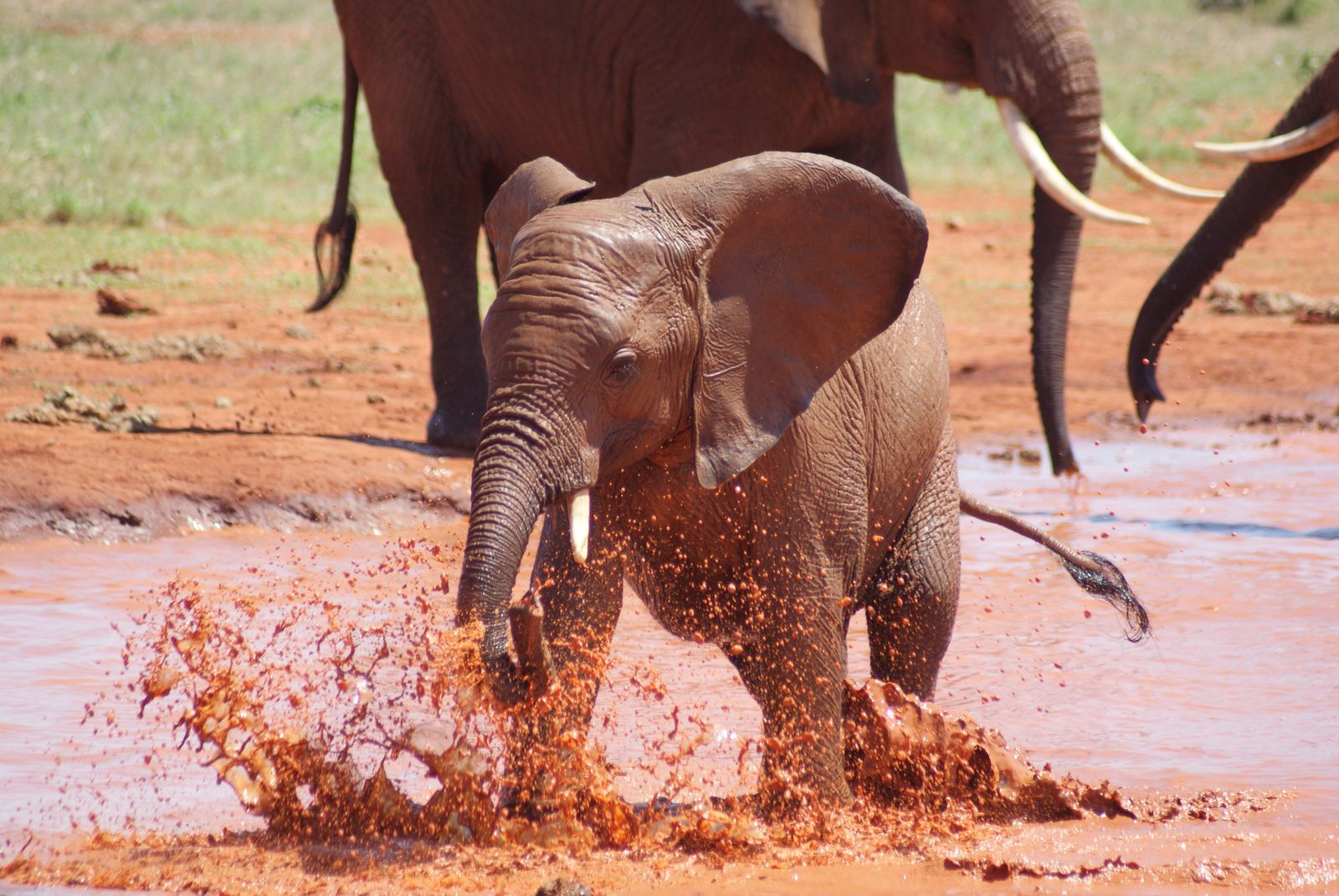 Kenia Wildlife Tsavo East olifant baby JK 1.JPG - Jambo Safari Club