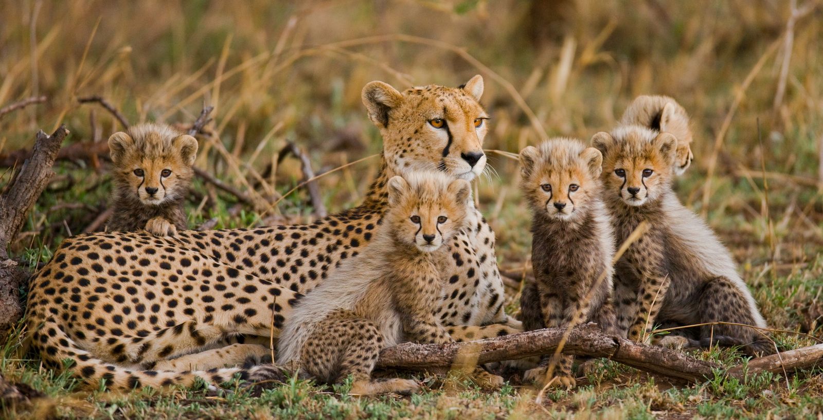 Mozambique Wildlife Cheeta SH.jpg - Jambo Safari Club