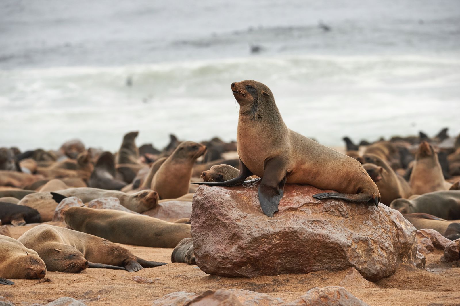 Namibië zeeleeuwen Cape Cross Swakopmund