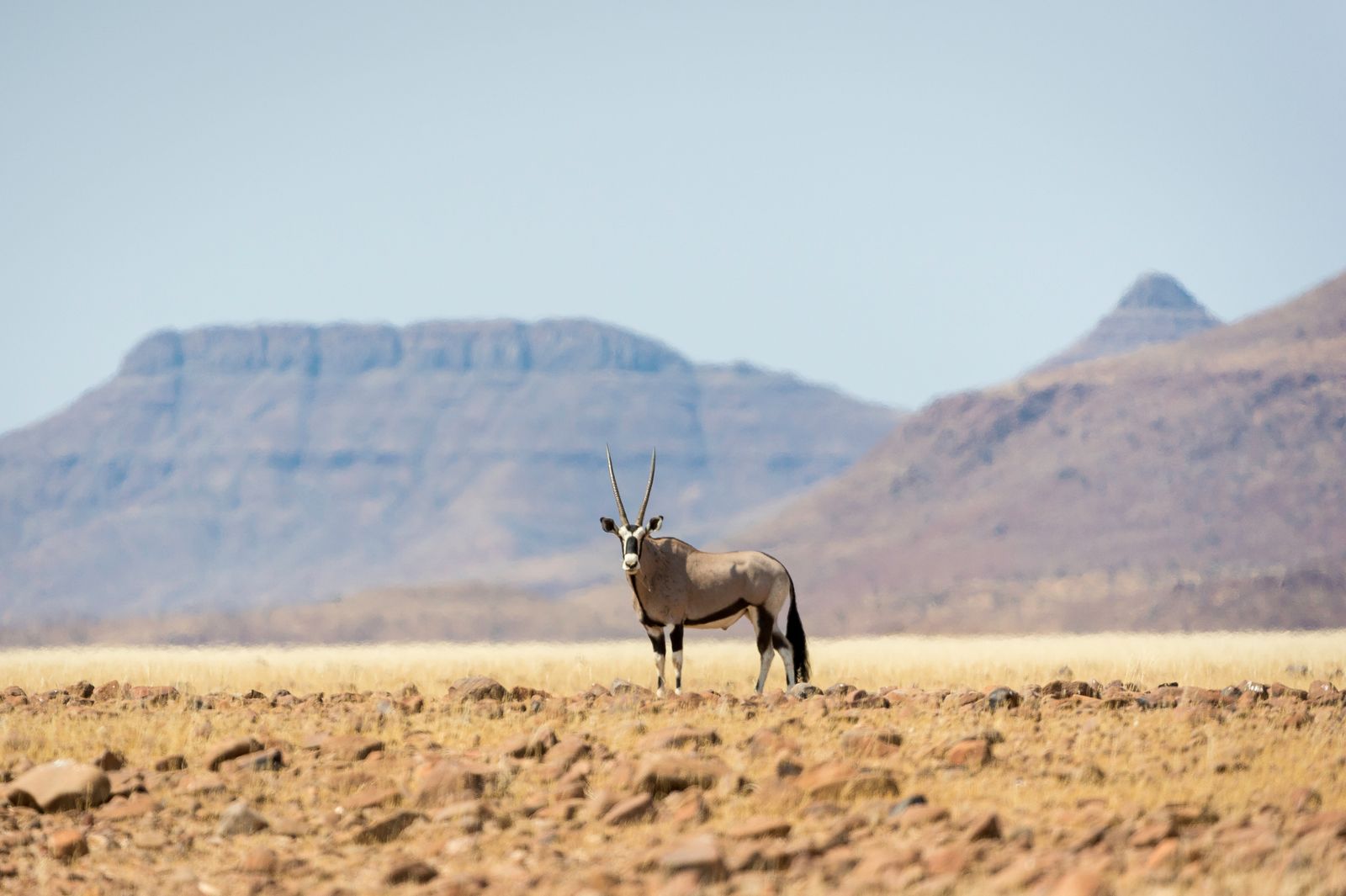 Namibie Wildlife Damaraland Gemsbok Oryx 1.jpg - Jambo Safari Club