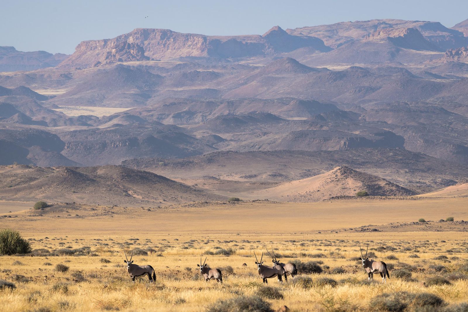 Namibie Wildlife Damaraland Gemsbok Oryx 2.jpg - Jambo Safari Club