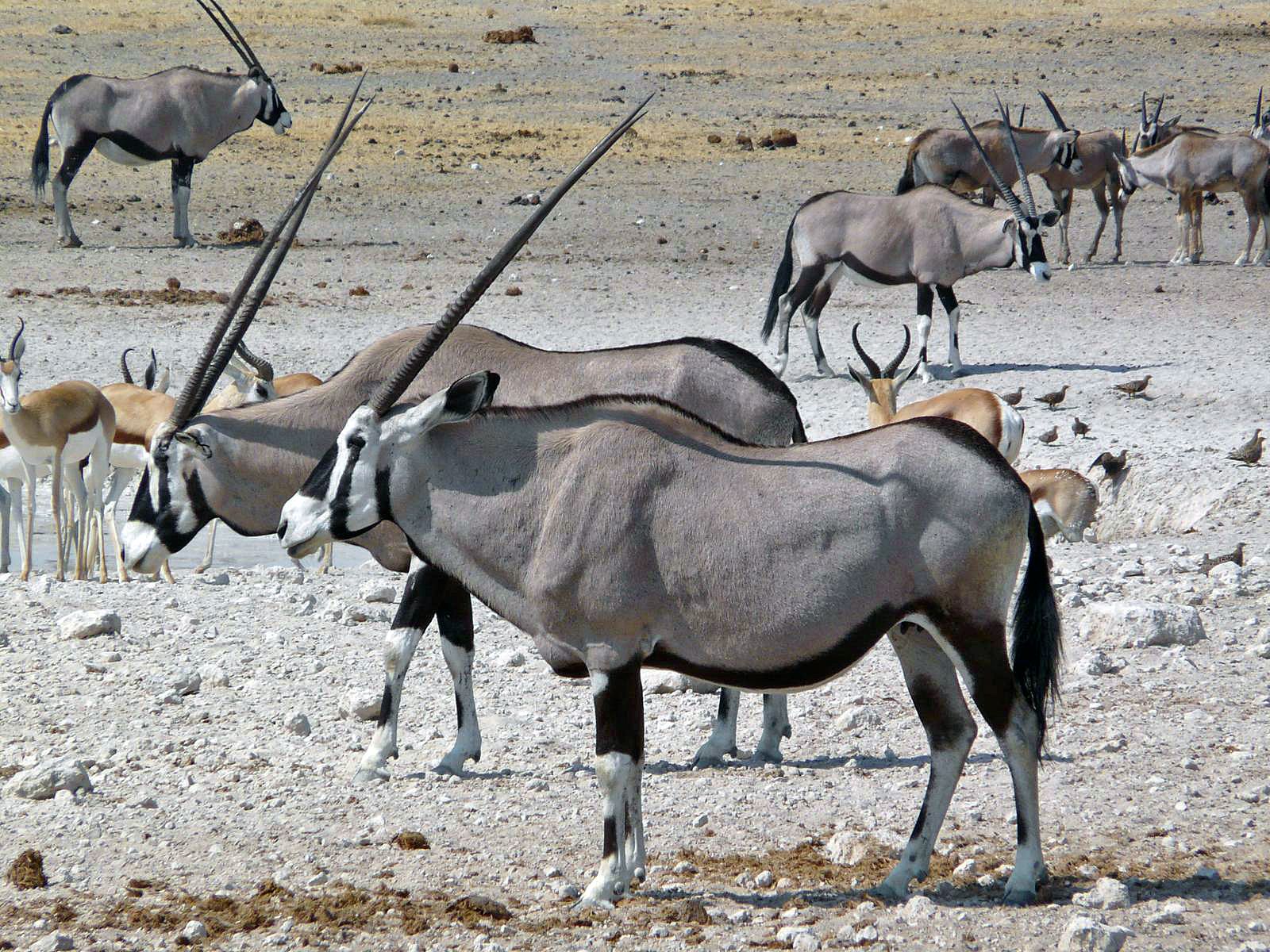 Namibie Wildlife Etosha Gemsbok Oryx.jpg - Jambo Safari Club