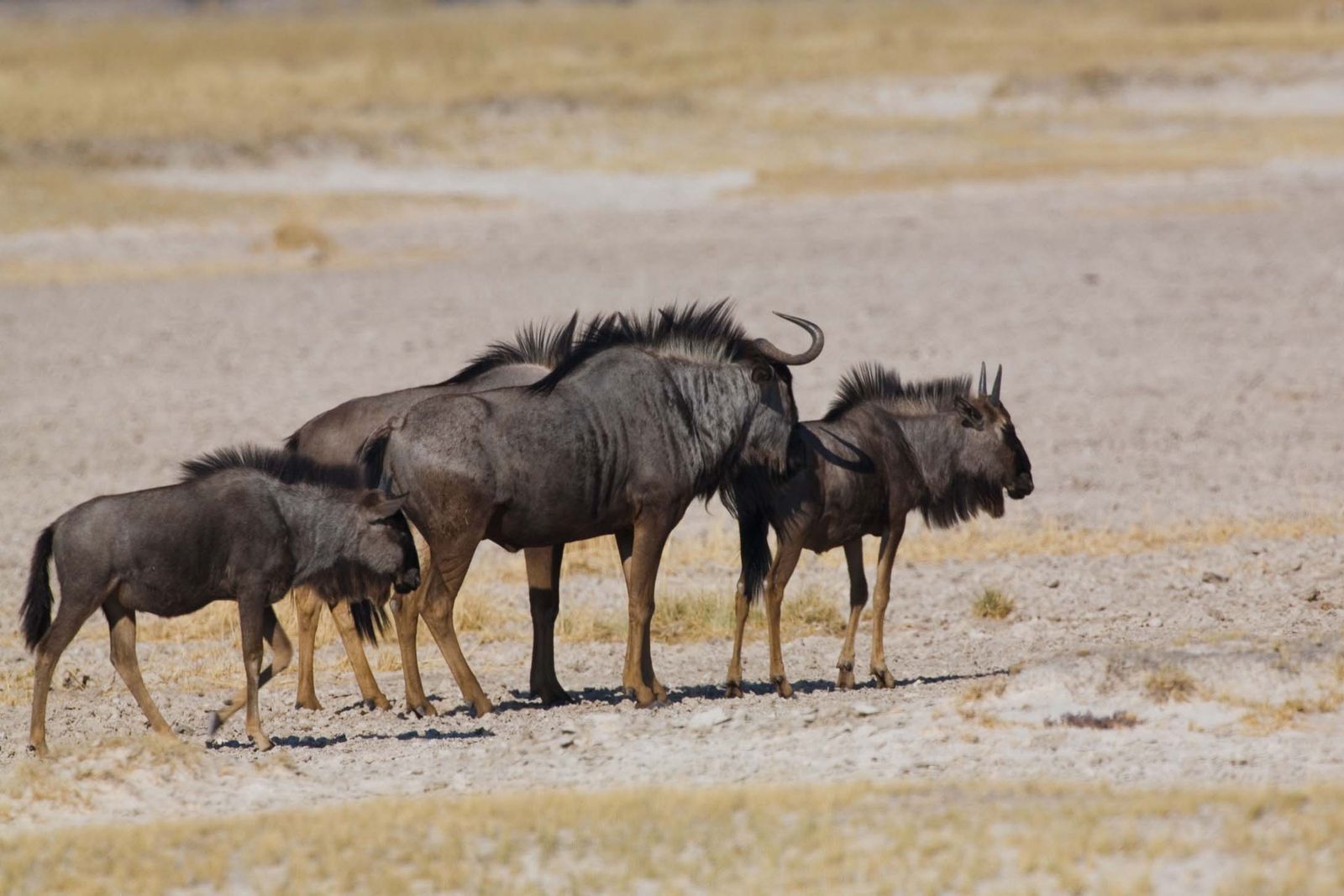 Namibie Wildlife Etosha Gnoes 1.jpg - Jambo Safari Club