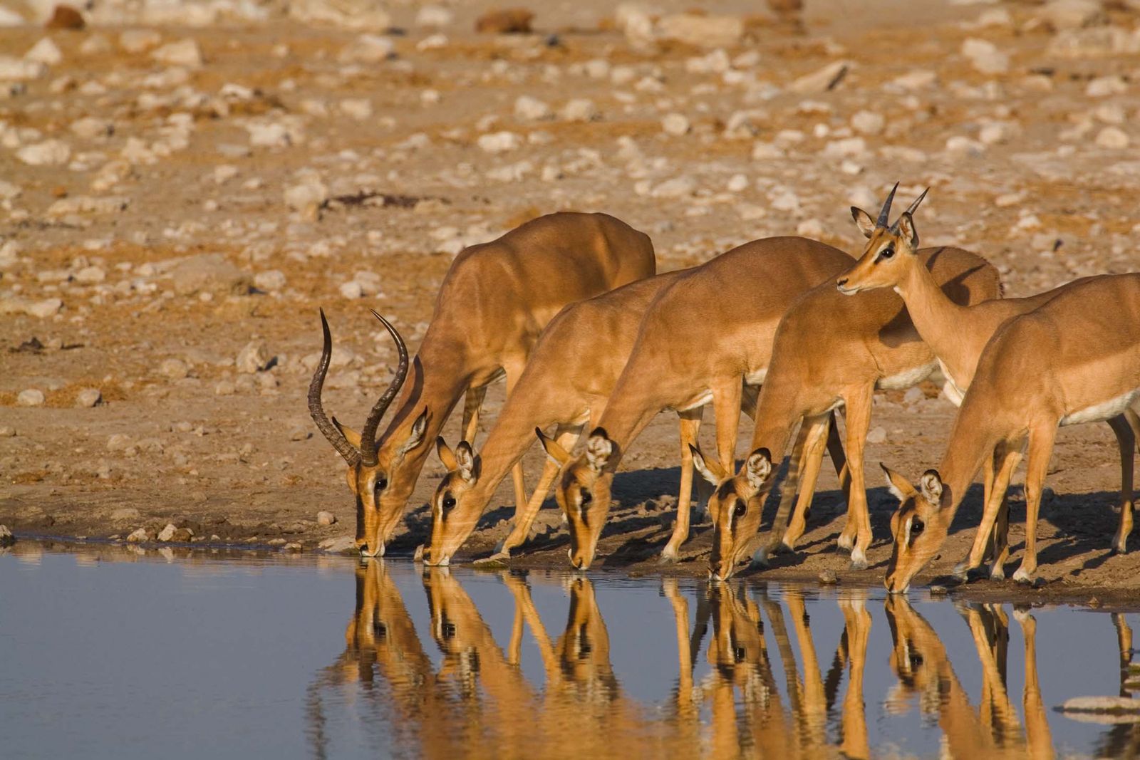 Namibie Wildlife Etosha Impalas 1.jpg - Jambo Safari Club