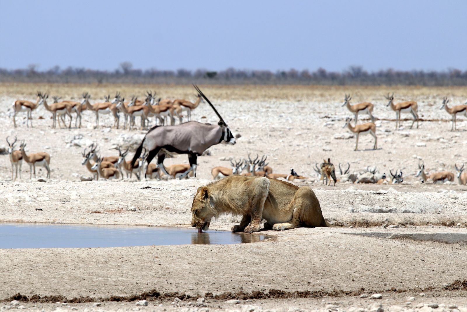 Namibie Wildlife Etosha Leeuw Waterhole Gemsbok Springbokken 1488180584 SH.jpg - Jambo Safari Club