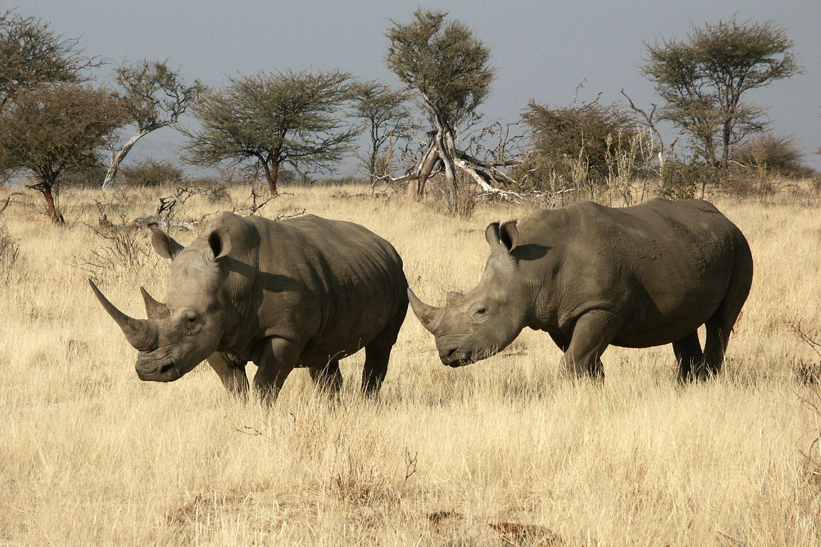 Namibie Wildlife Etosha Neushoorn 4.jpg - Jambo Safari Club