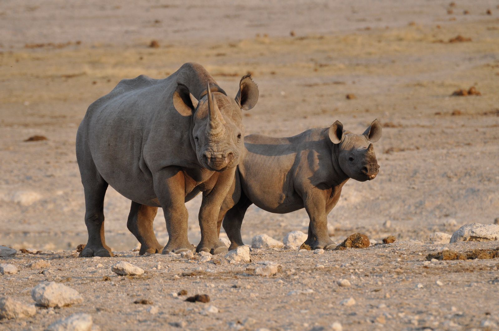 Namibie Wildlife Etosha Neushoorn met kalf 1.jpg - Jambo Safari Club