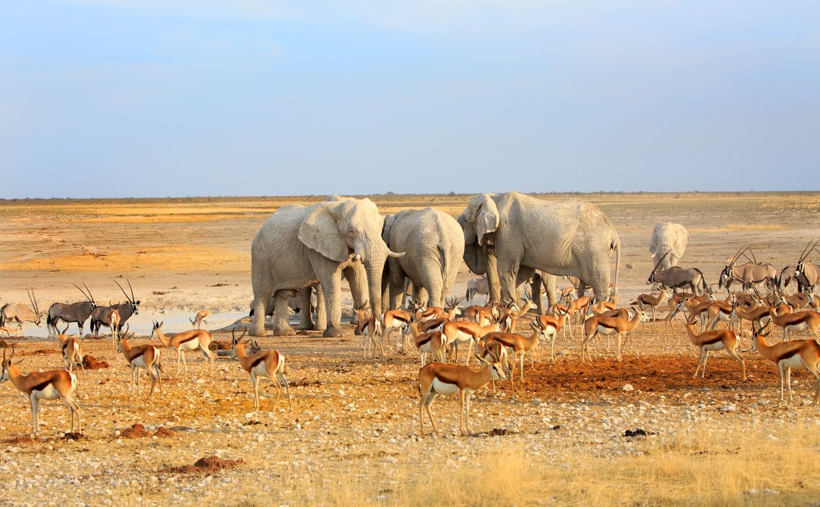 Namibie Wildlife Etosha Olifanten Springbokken 223219438 SH.jpg - Jambo Safari Club